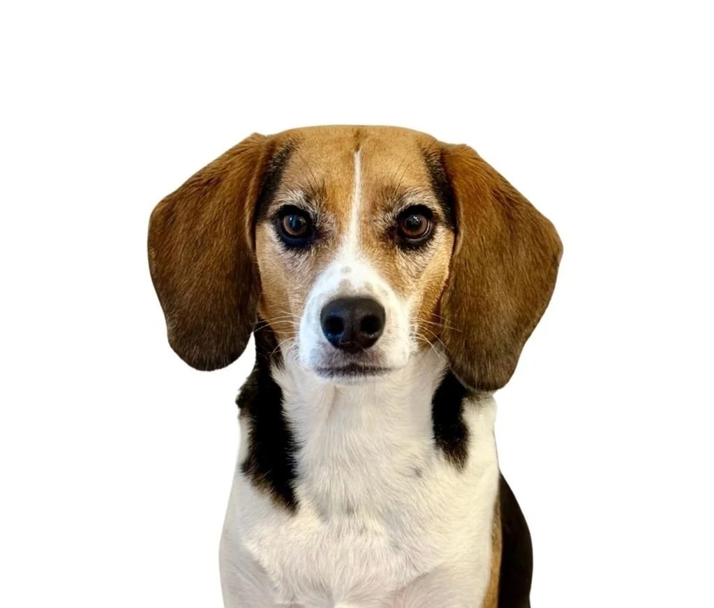Gracie the Beagle