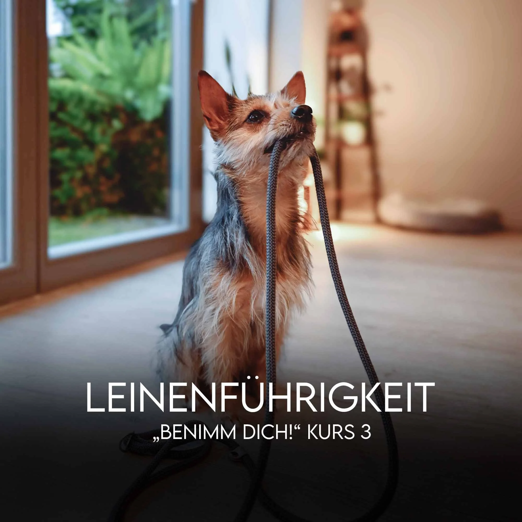 Leinenführigkeit