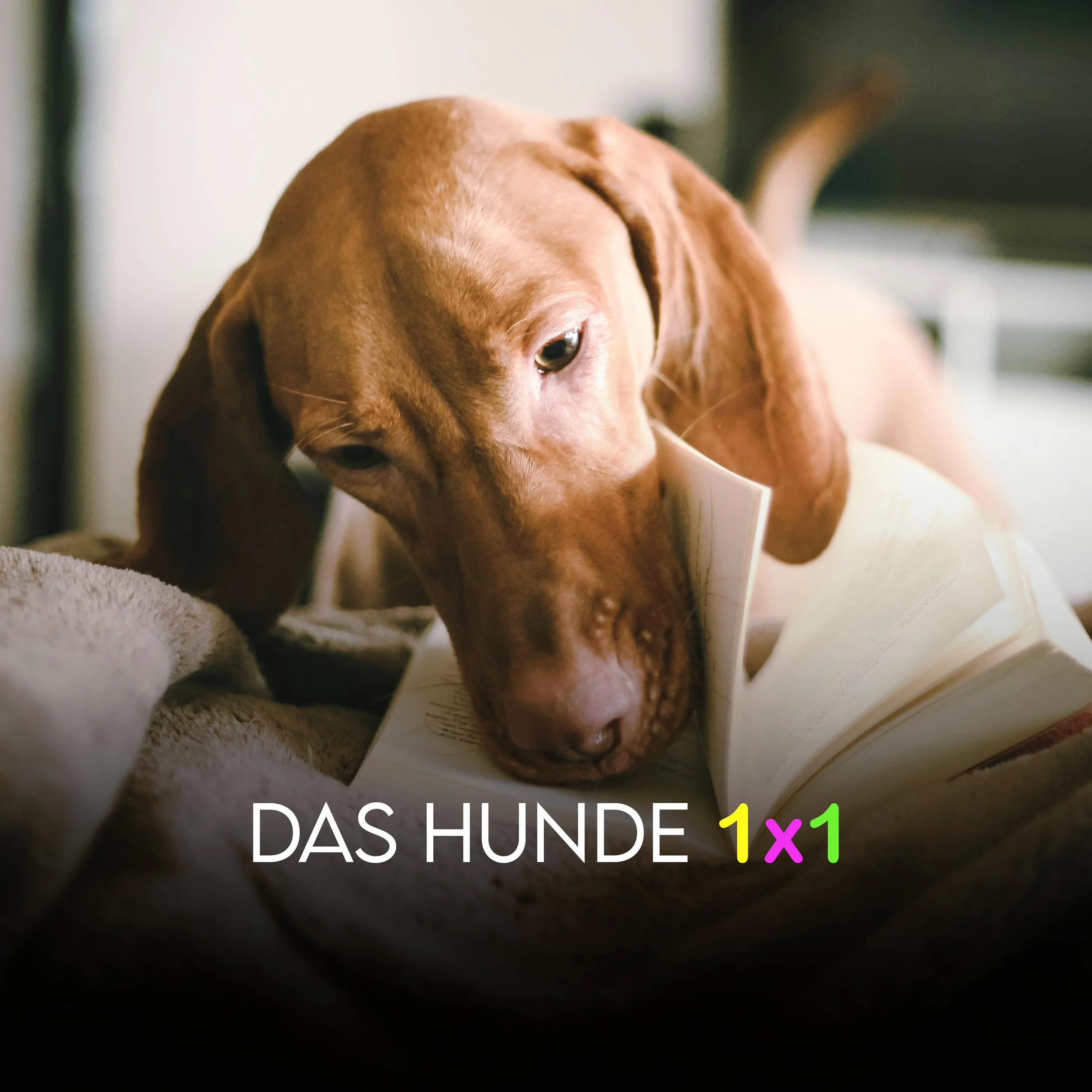 Grundlagen & Junghundeerziehgung