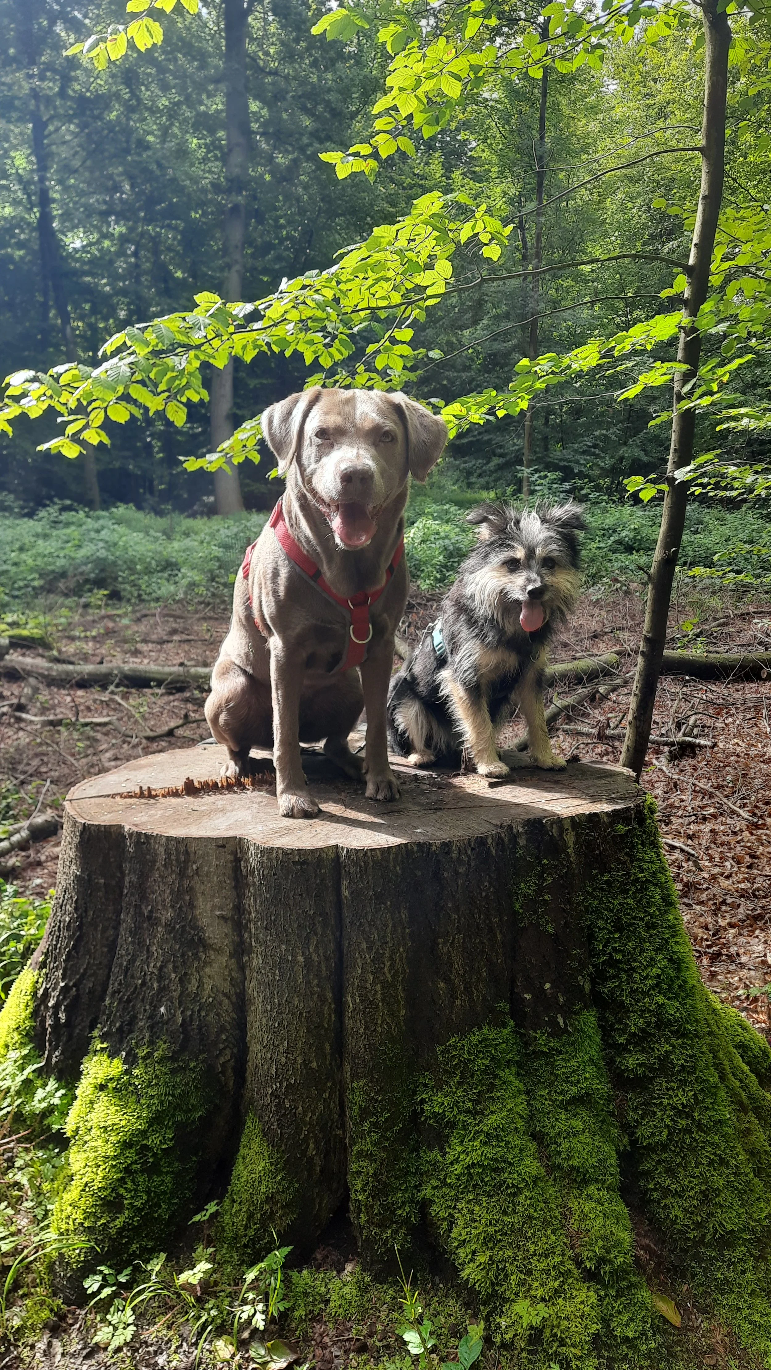 Beratung vor dem Hundekauf