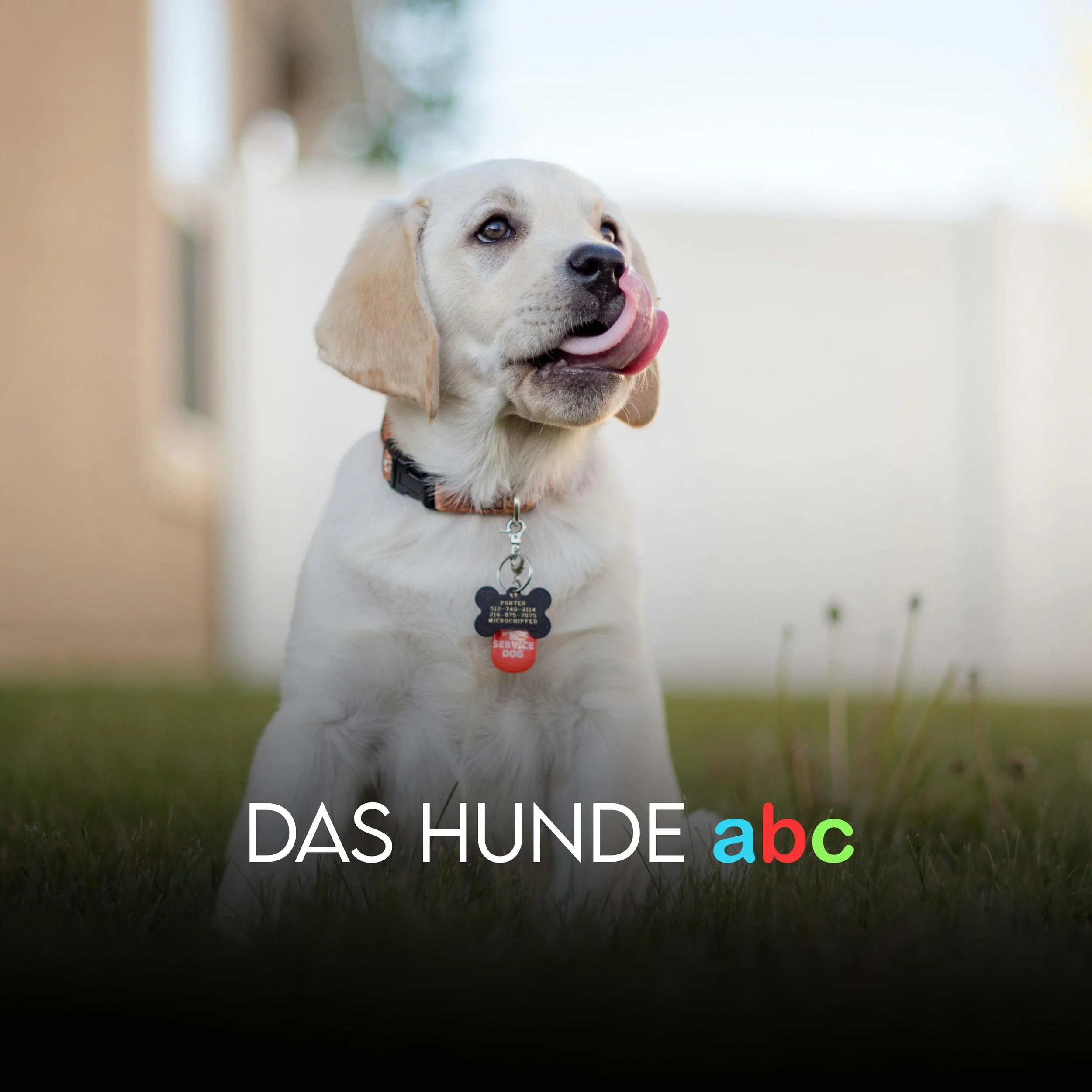 Ein Welpe zieht ein!