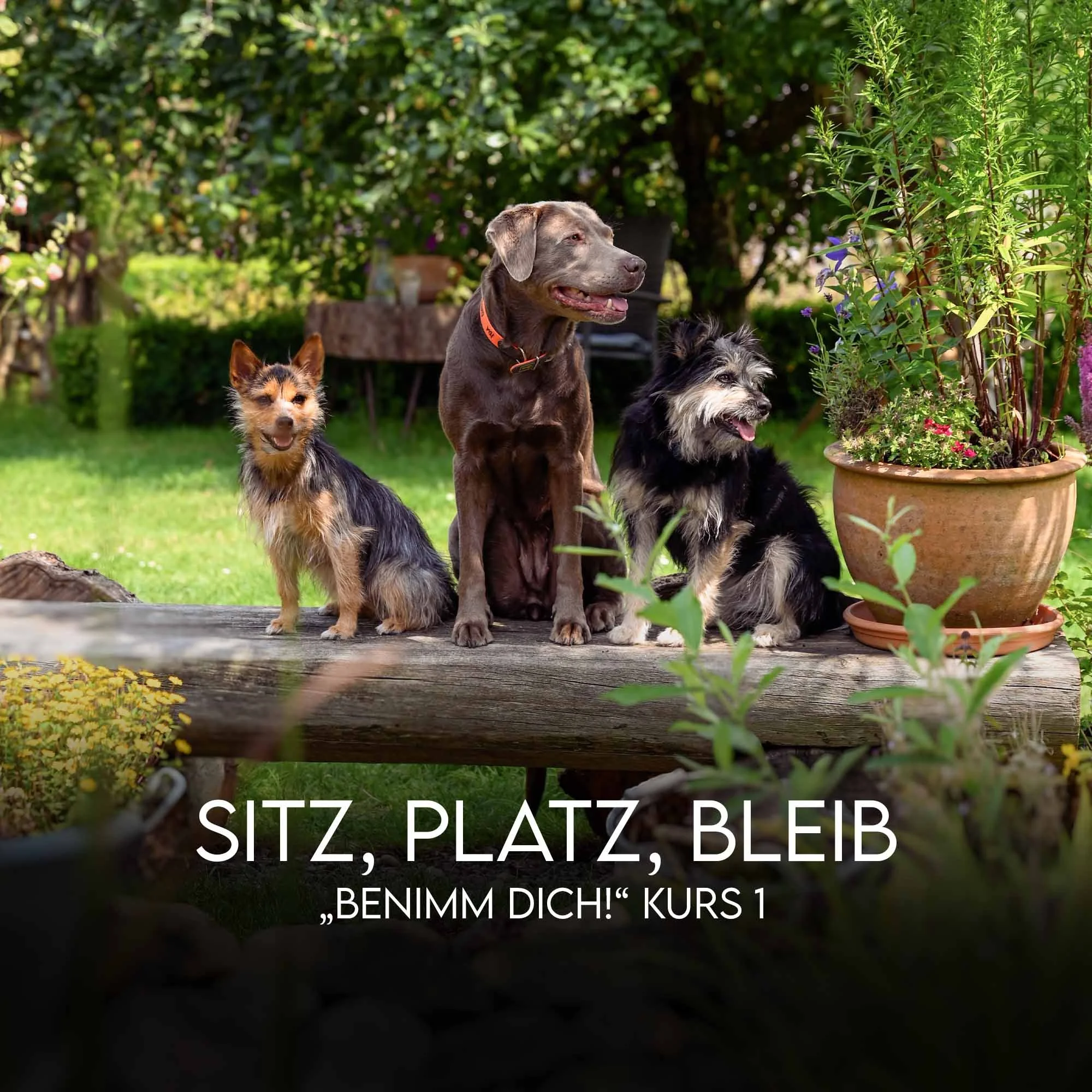 Sitz Platz Bleib