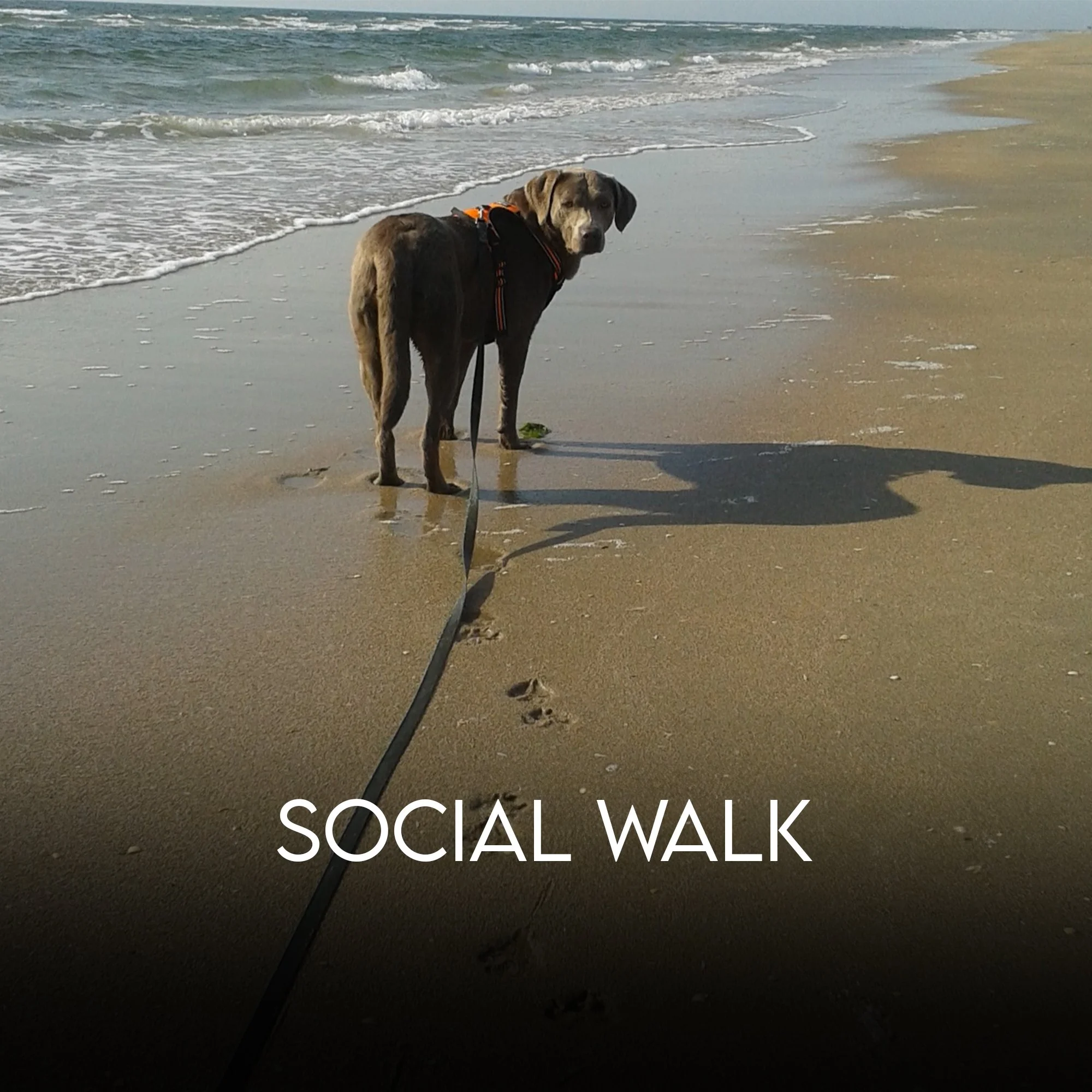 Social Walks
