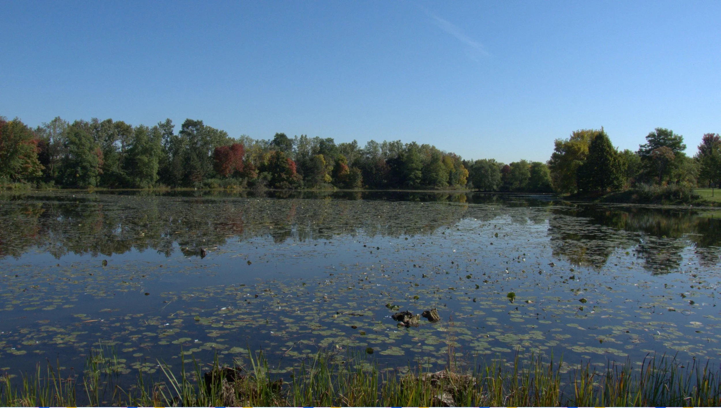 Water lilies on a pond in Palos Hills with autumn trees along the far shore