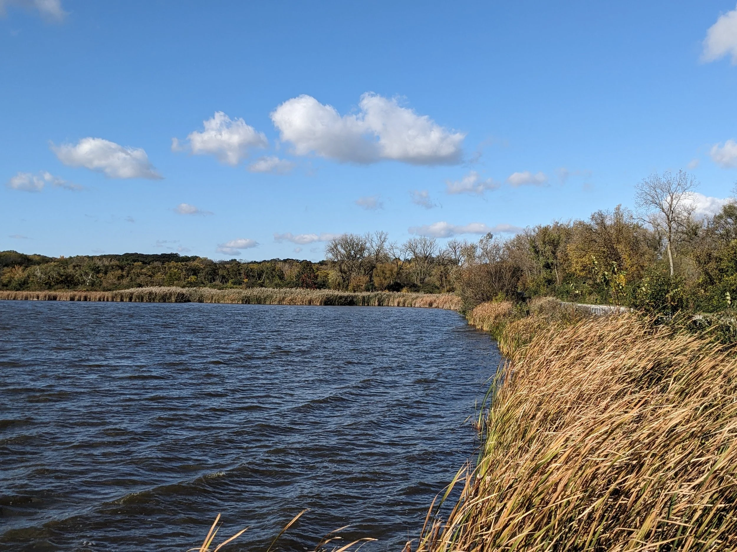 Wind on the water of Saganashkee Slough with reeds and autumn trees along the shore