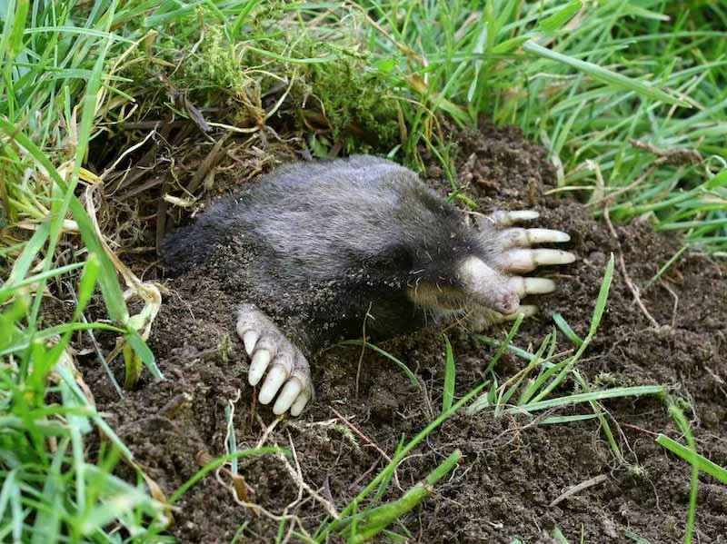 Moles and voles removal