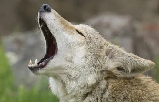Predator control