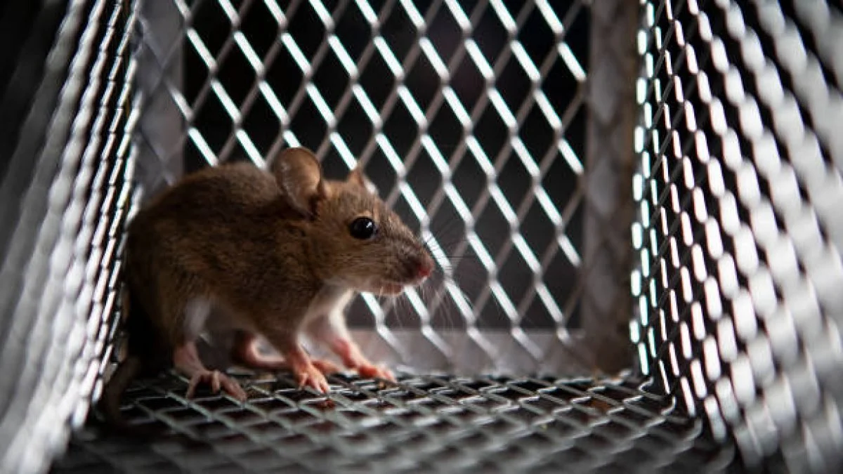 Rodent control and exclusion