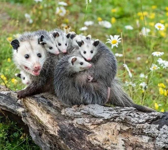 Opossum removal