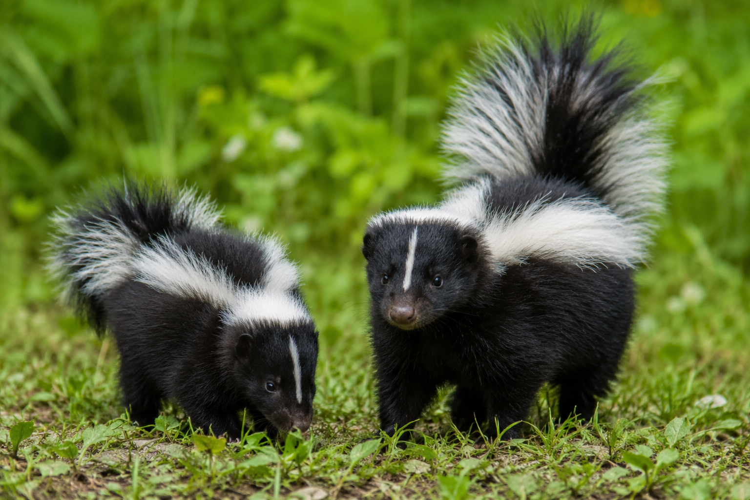 Skunk removal