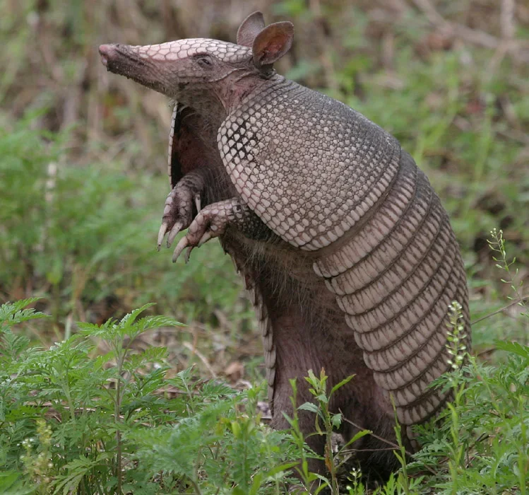 Armadillo removal