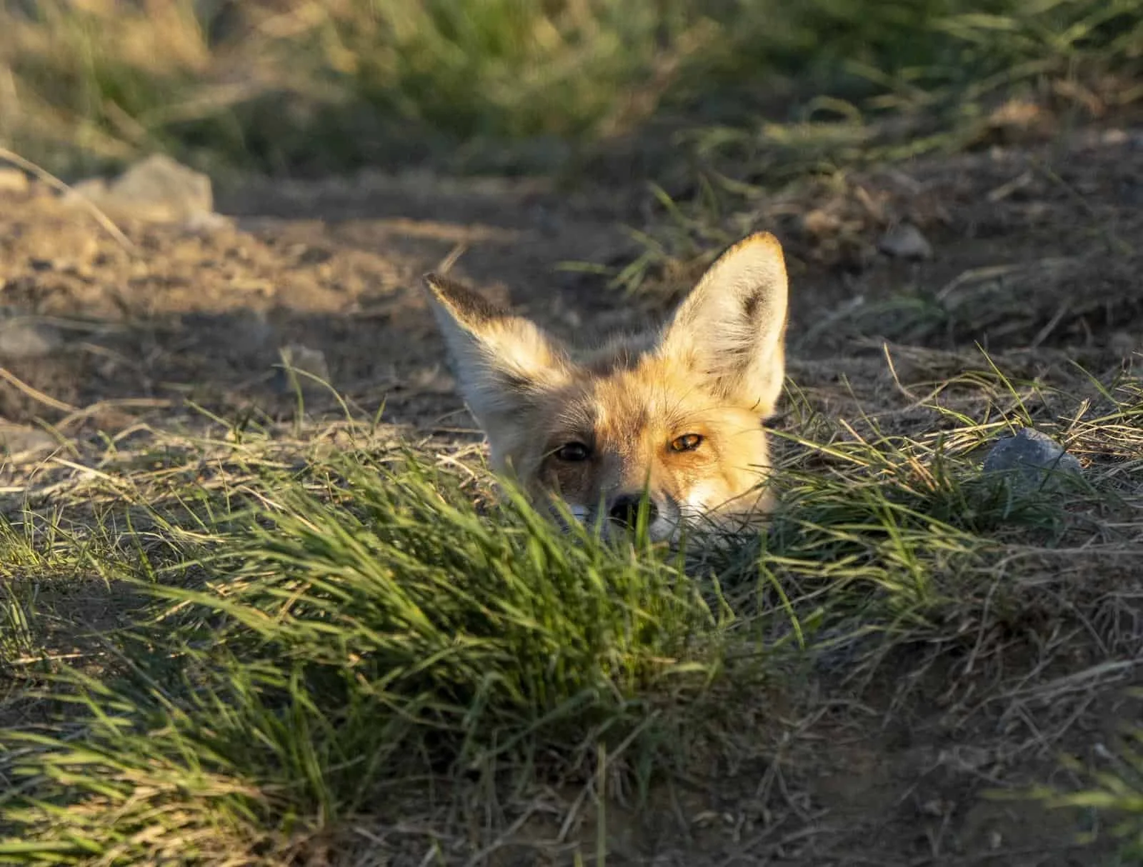 Fox removal