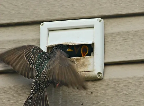 Bird removal