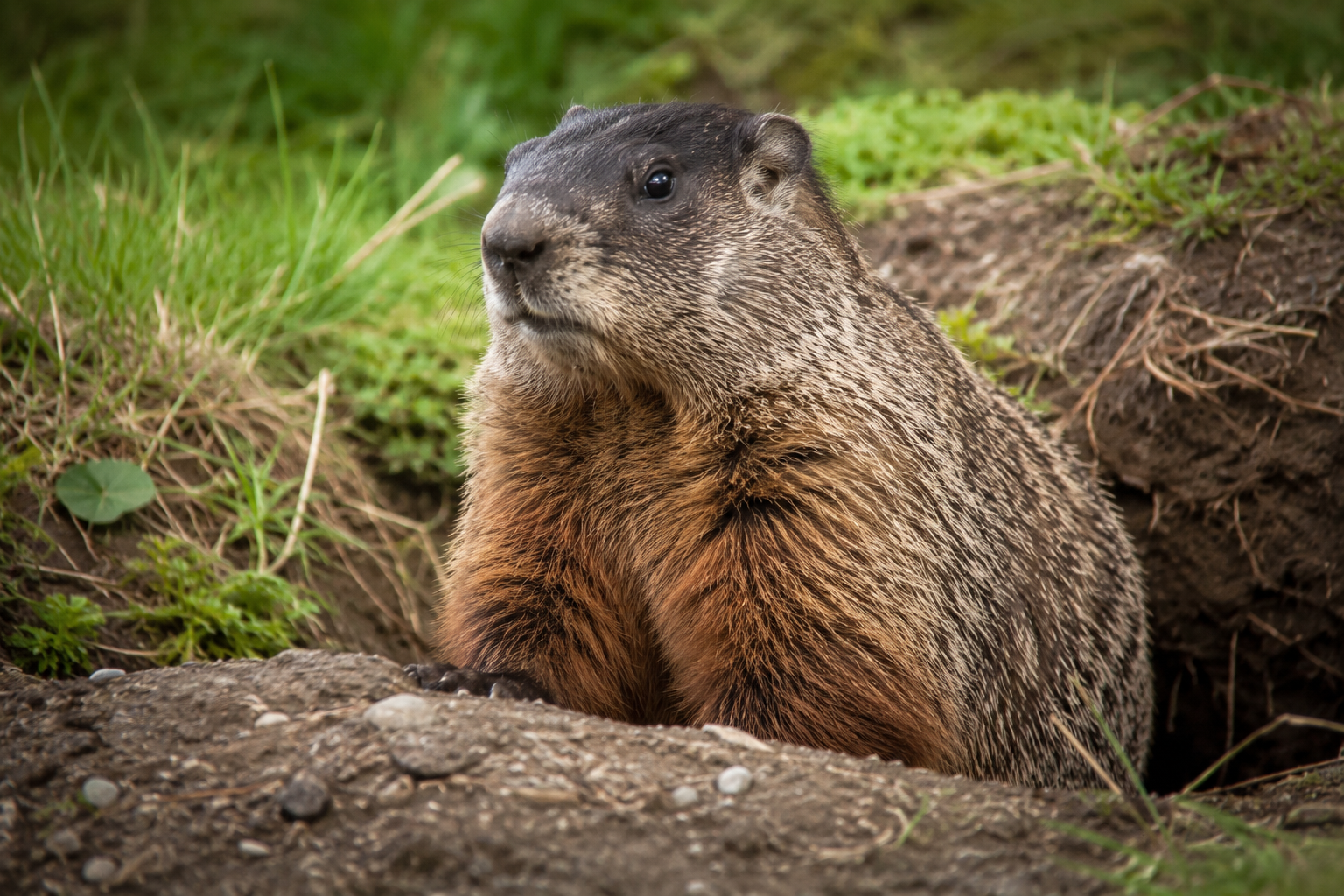 Groundhog removal