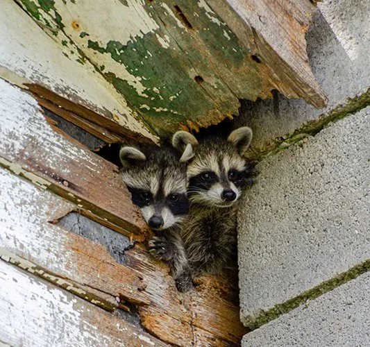 Raccoon removal