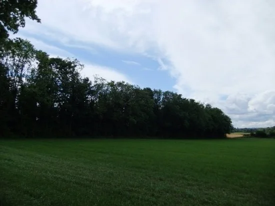 Yewtree Shaw, Boxley