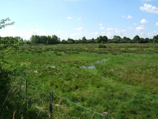 A view of some marshland