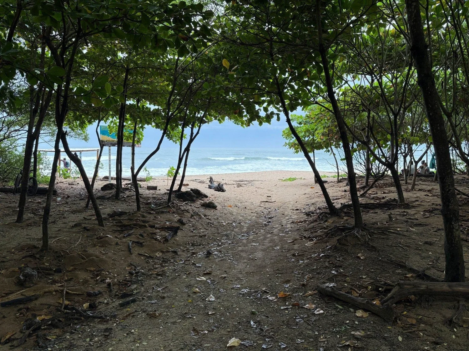 path through the mangroves to the beach
