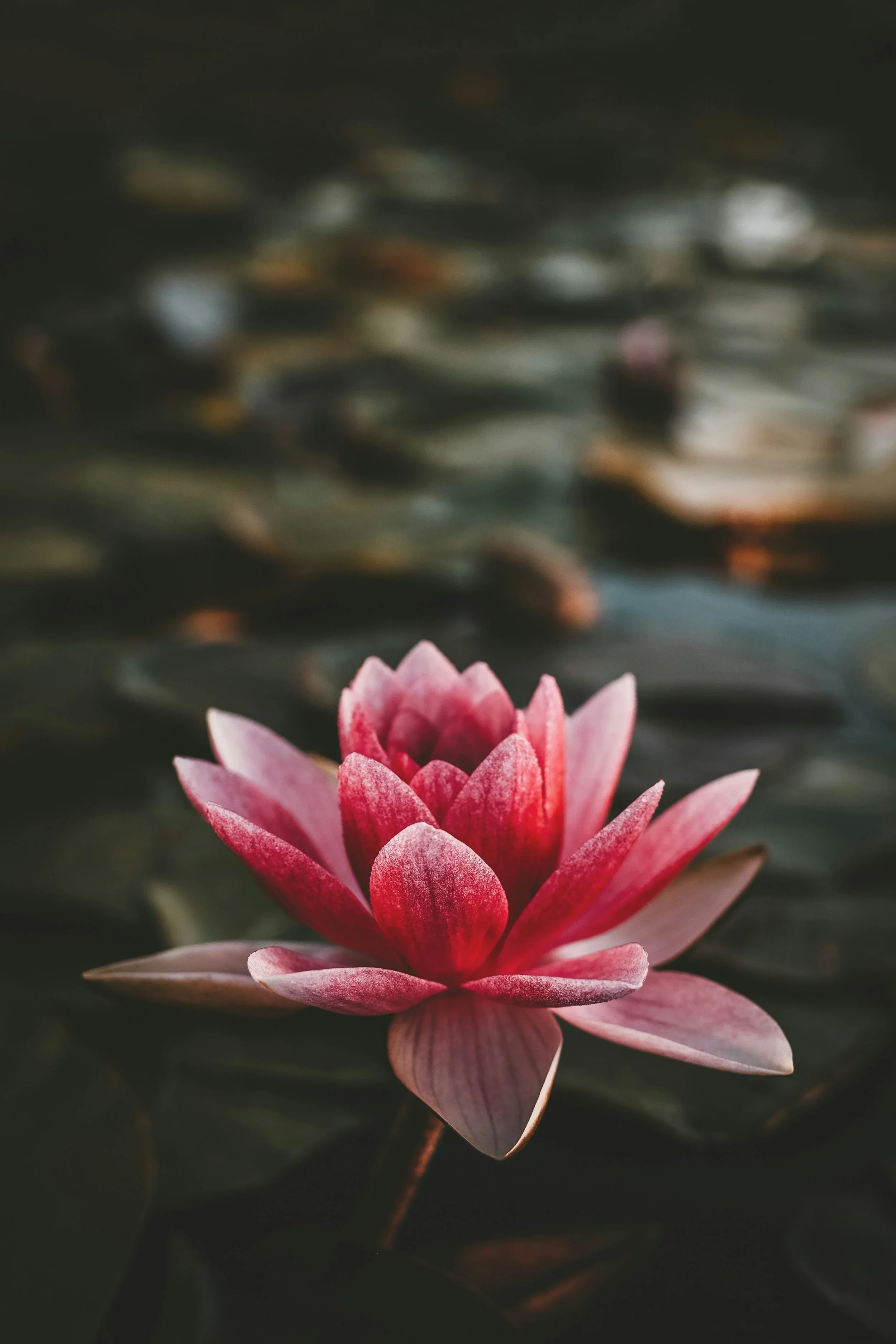 A pink water lily opening above a dark pond, used as a symbol of growth.