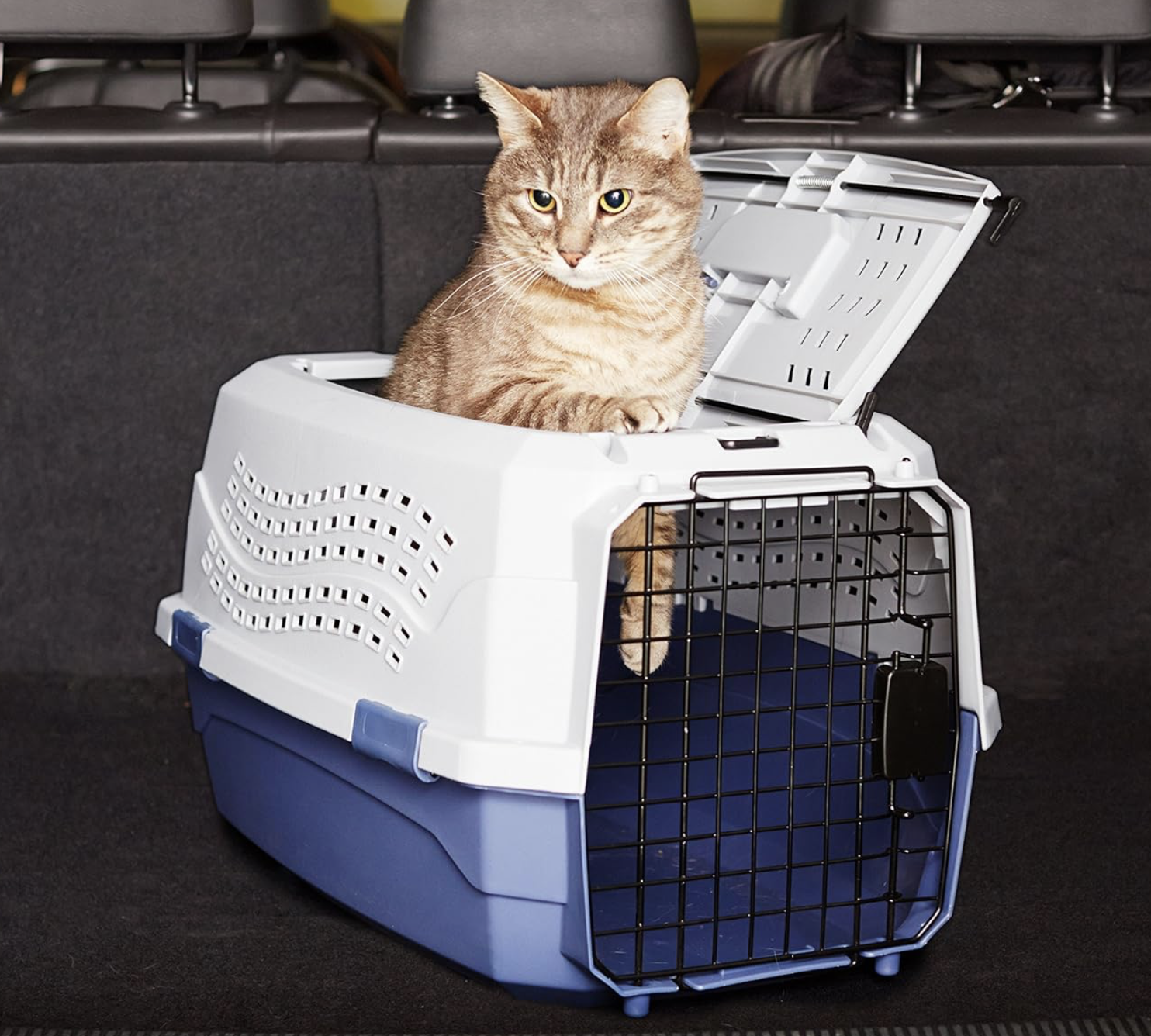 Amazon Basics cat carrier lifestyle photo