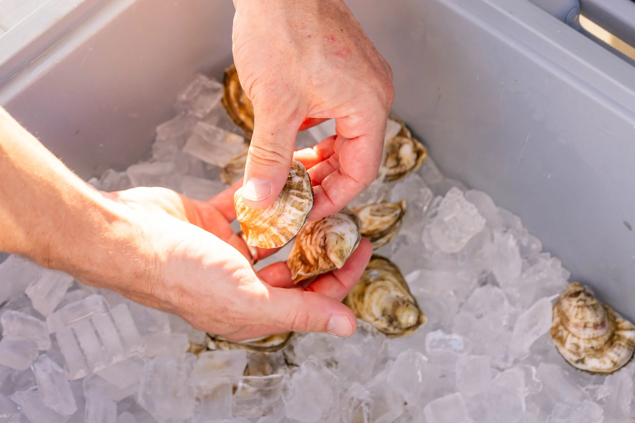 Fly-In Oyster Experience