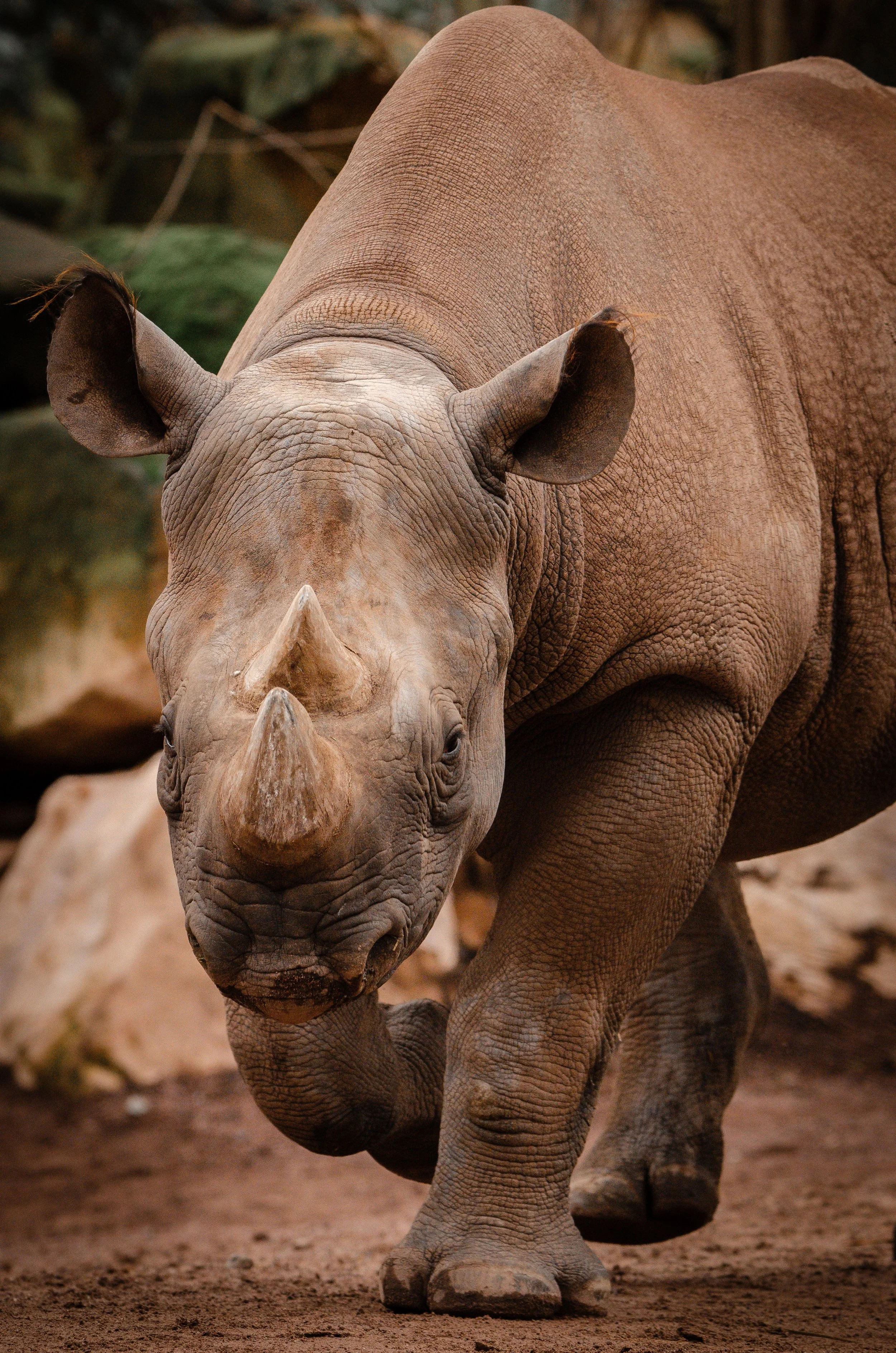 White Rhino