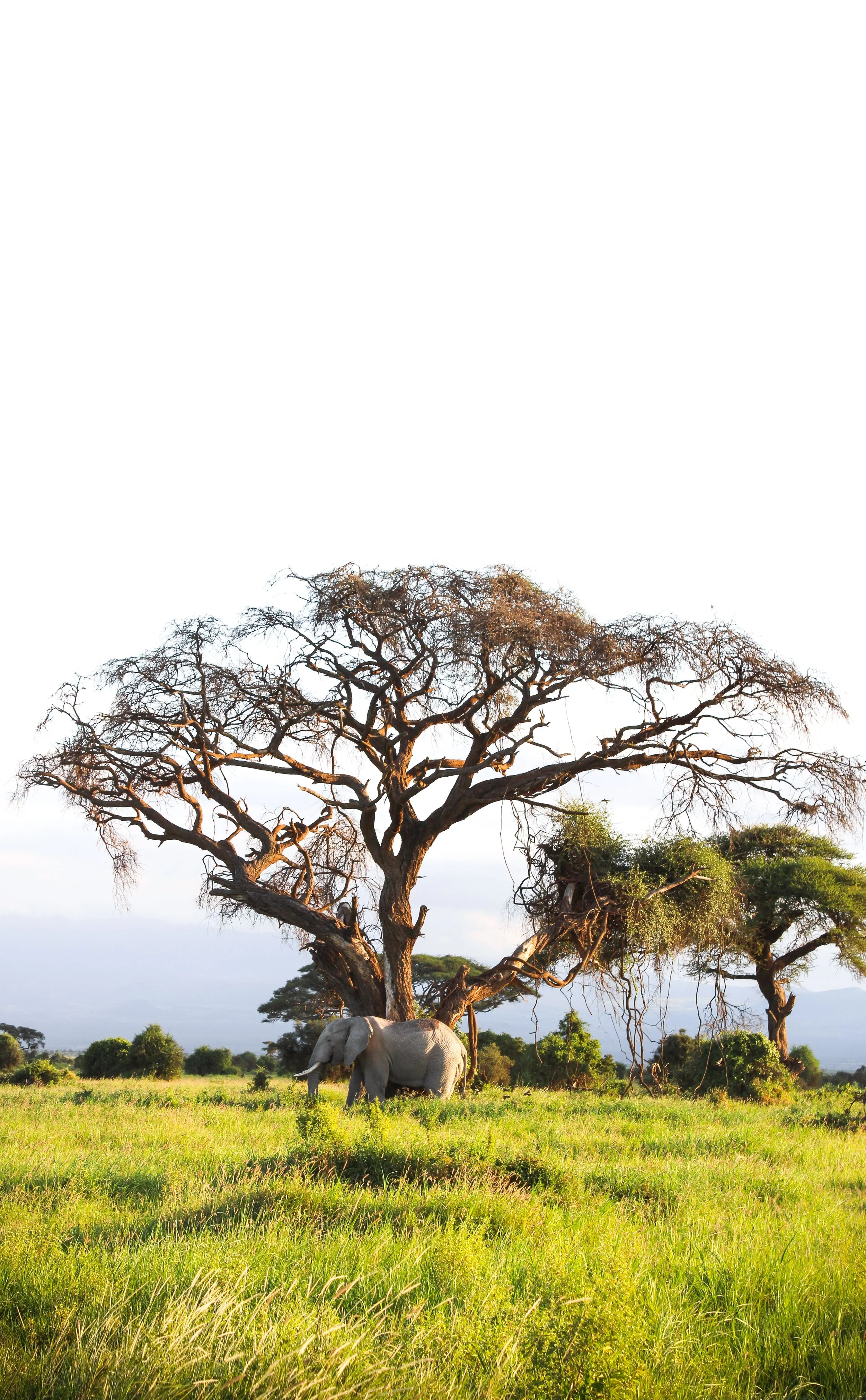 Wildlife Conservation