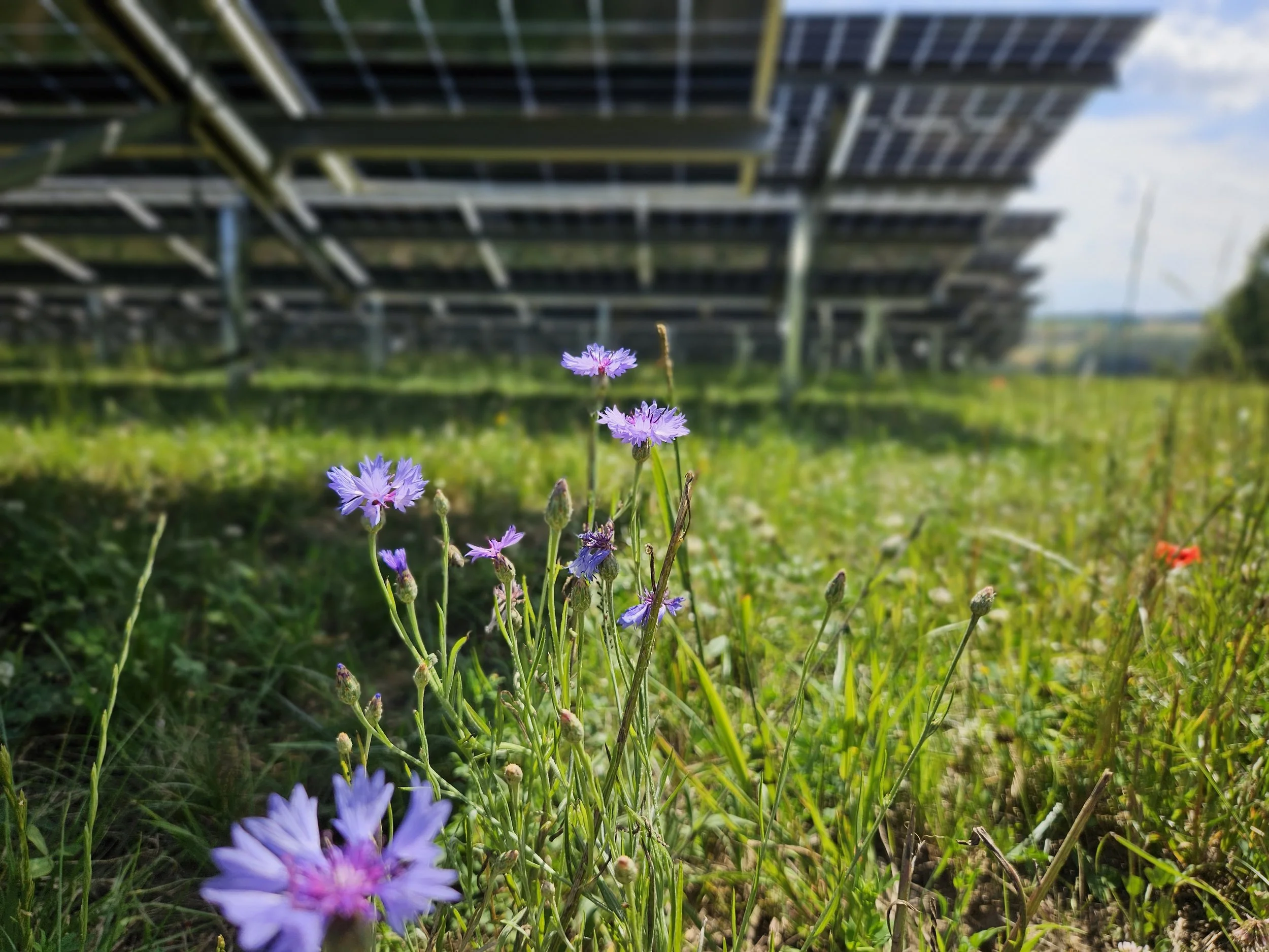 Wildflowers growing under solar panels – Responsibility at SolNet