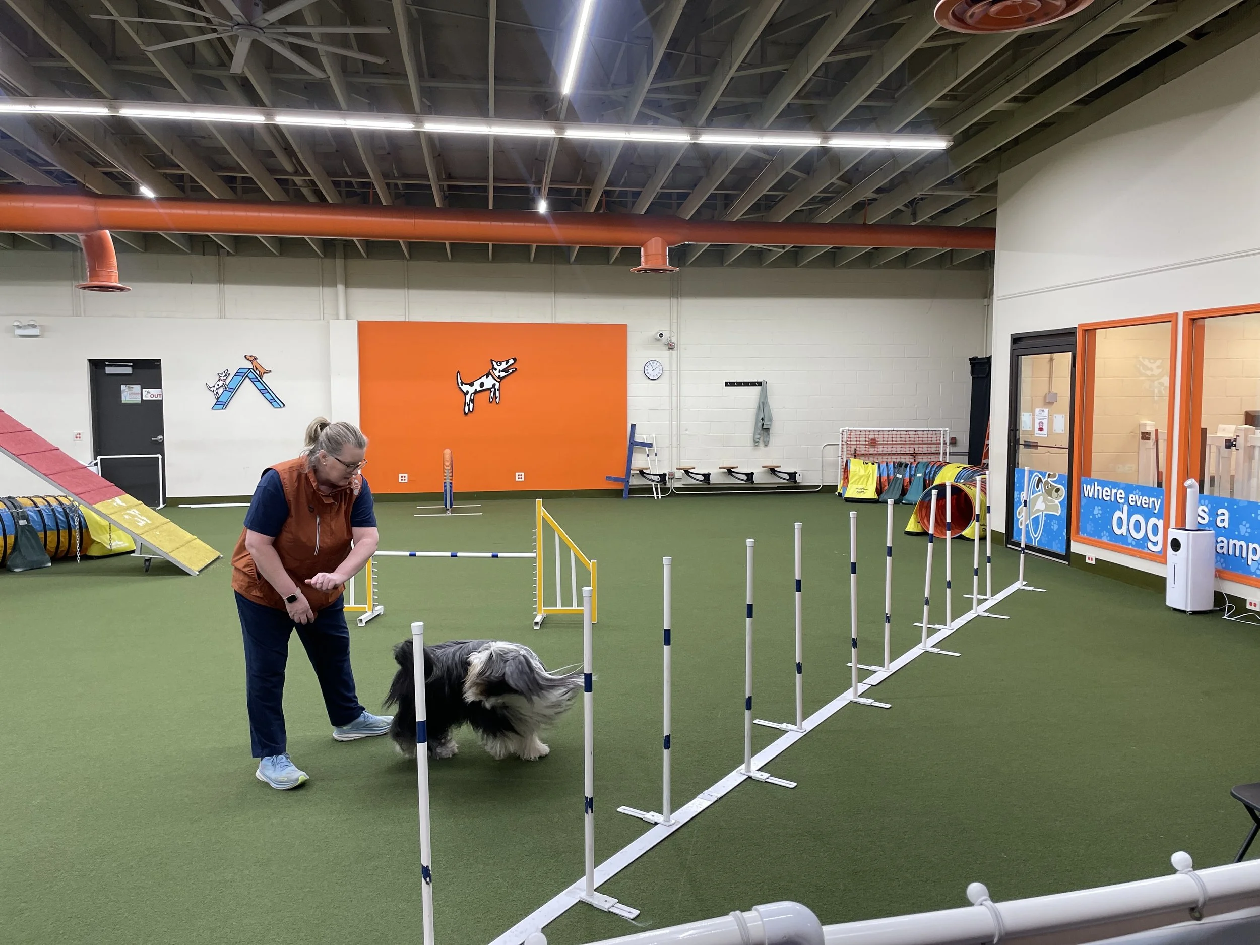 Dog and handler navigating an agility obstacle course at Urban Pooch