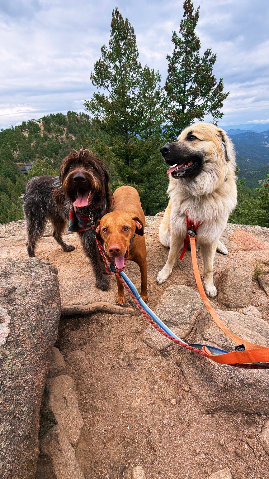 Hi Country Hounds dogs hiking a Colorado trail
