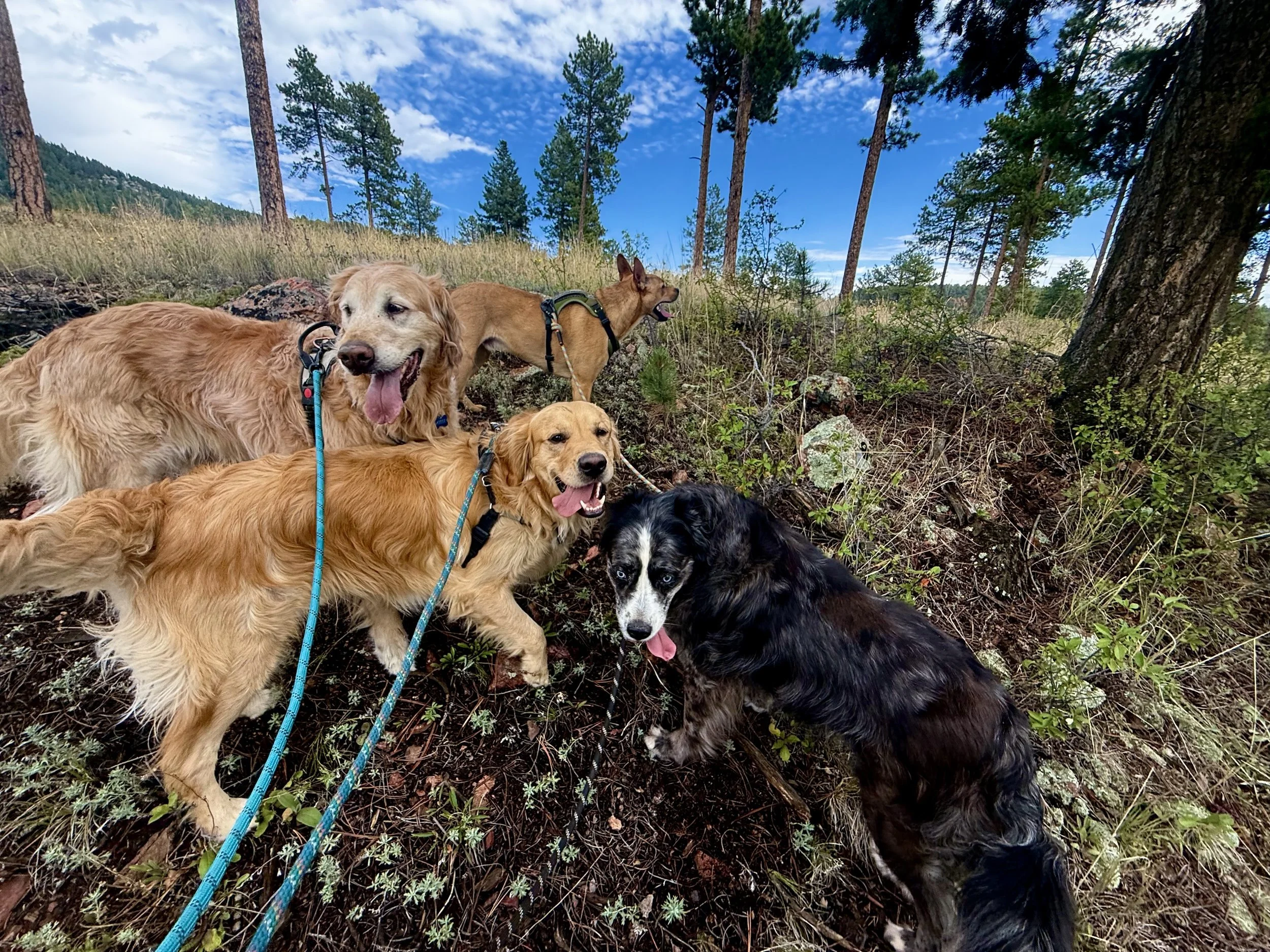 Hi Country Hounds dogs enjoying a Colorado trail adventure
