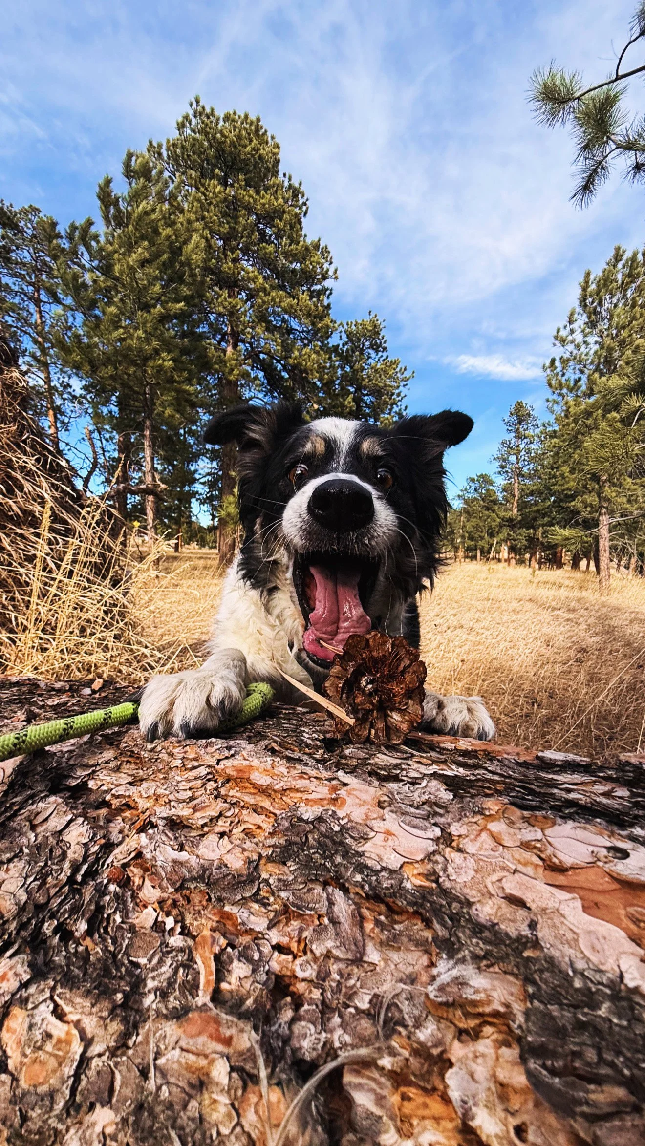 Happy black and white dog holding a pinecone during a solo Hi Country Hounds trail hike