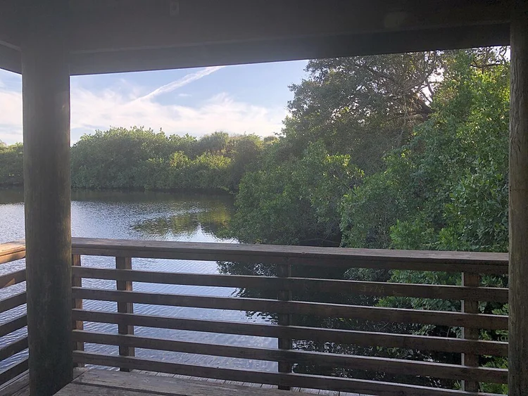 Water and lush greenery at Frenchman’s Forest Natural Area in Palm Beach Gardens, viewed from a wooden overlook.
