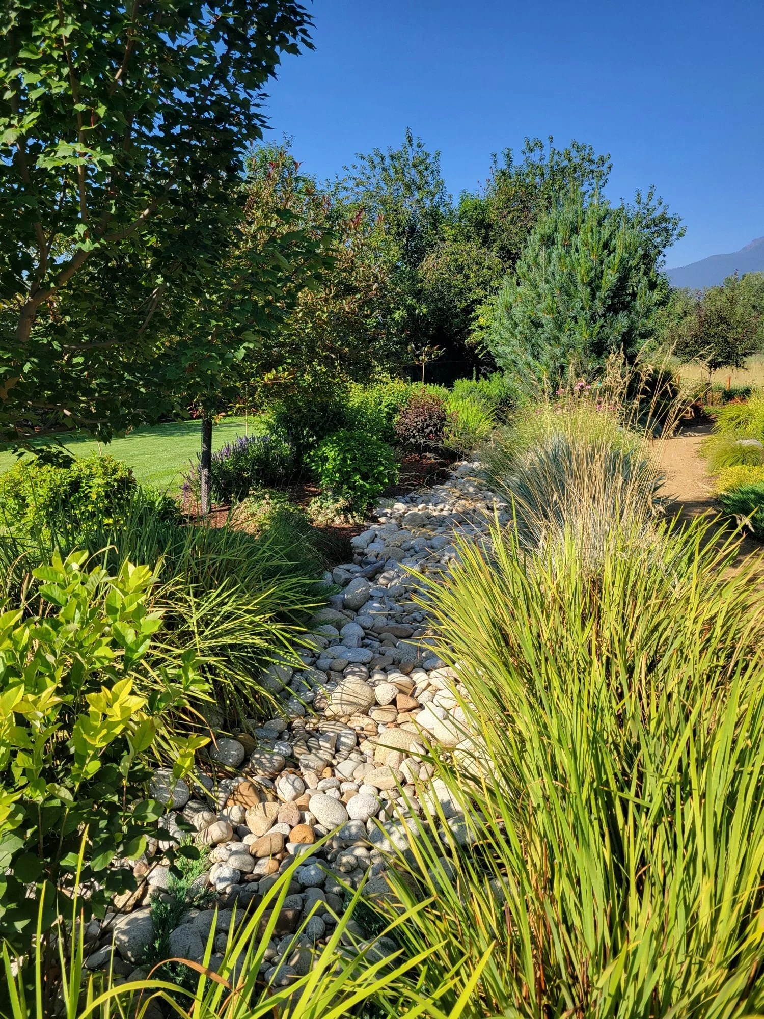 Dry creek bed of river rock between native grasses and shrubs