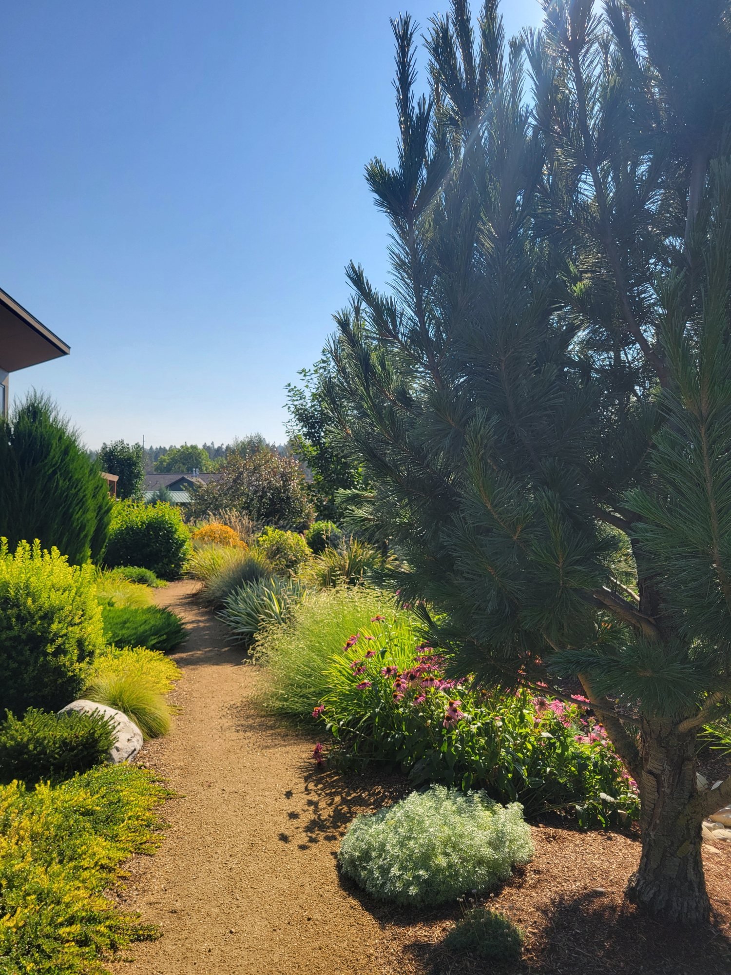 Garden path past a pine, silver groundcovers and flowering perennials