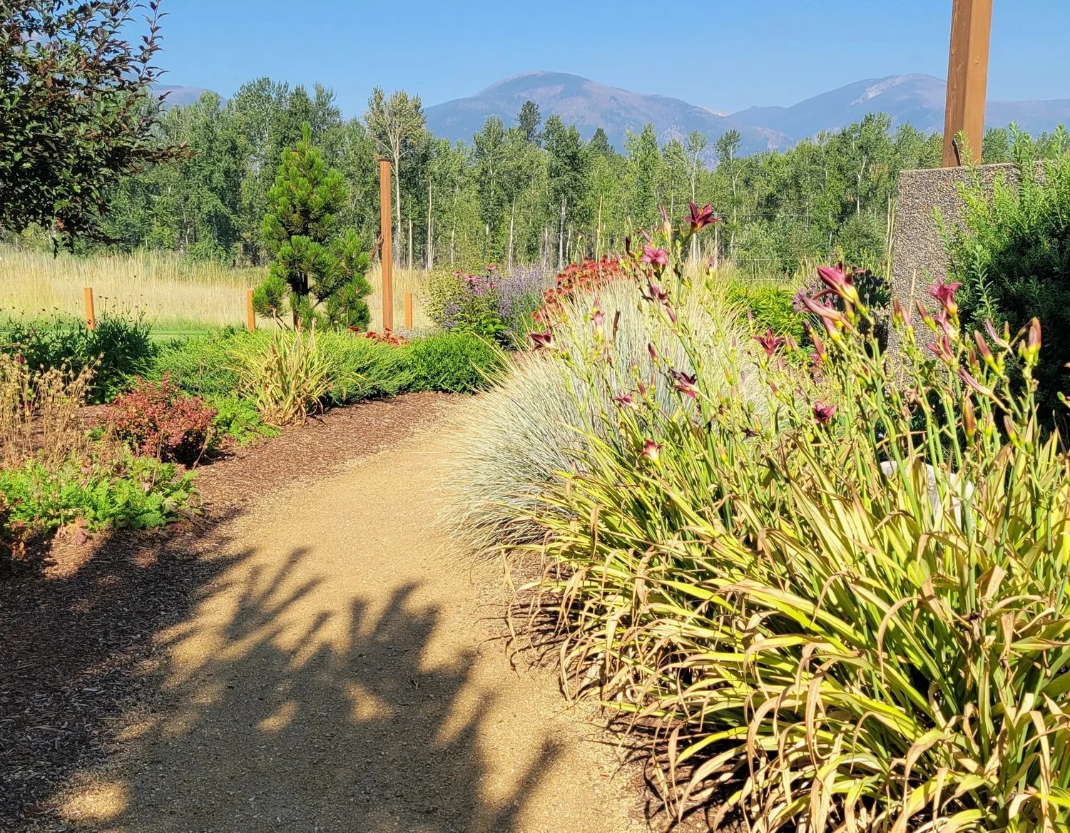 Garden path with ornamental grasses and daylilies against the mountains of the Bitterroot Valley