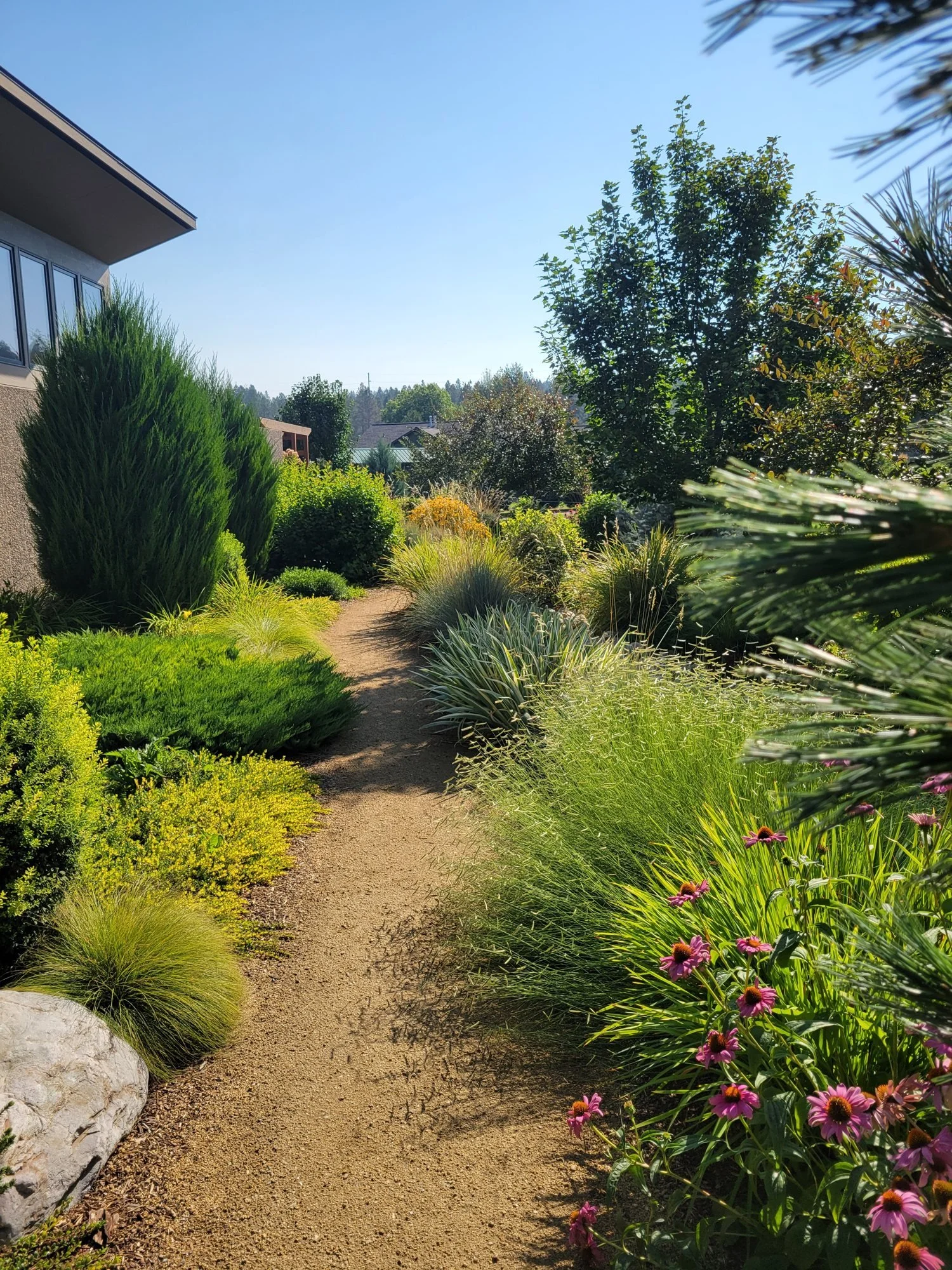Coarse gravel path beside a boulder, coneflowers and fine-textured native grasses