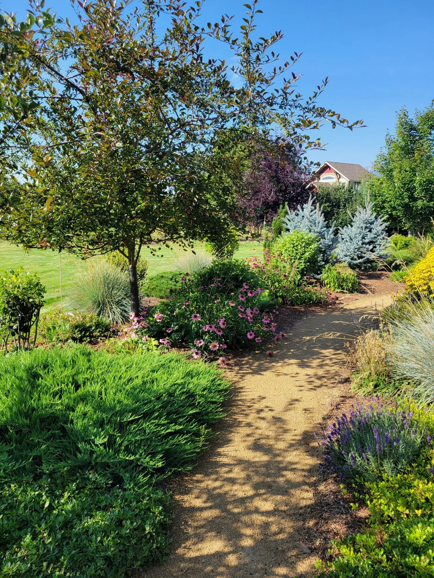 Strolling garden path lined with Montana native shrubs, grasses and flowering perennials