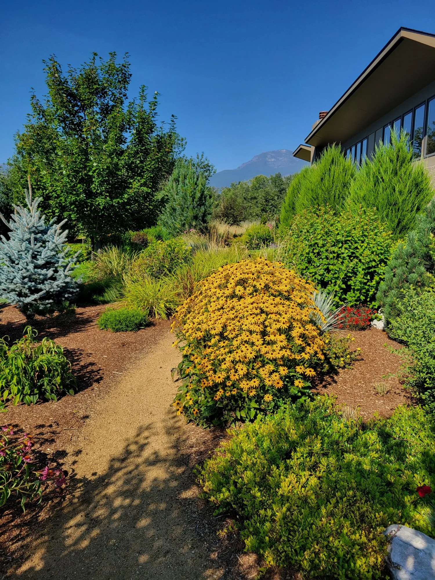 Black-eyed Susans and conifers along a garden path with mountains behind