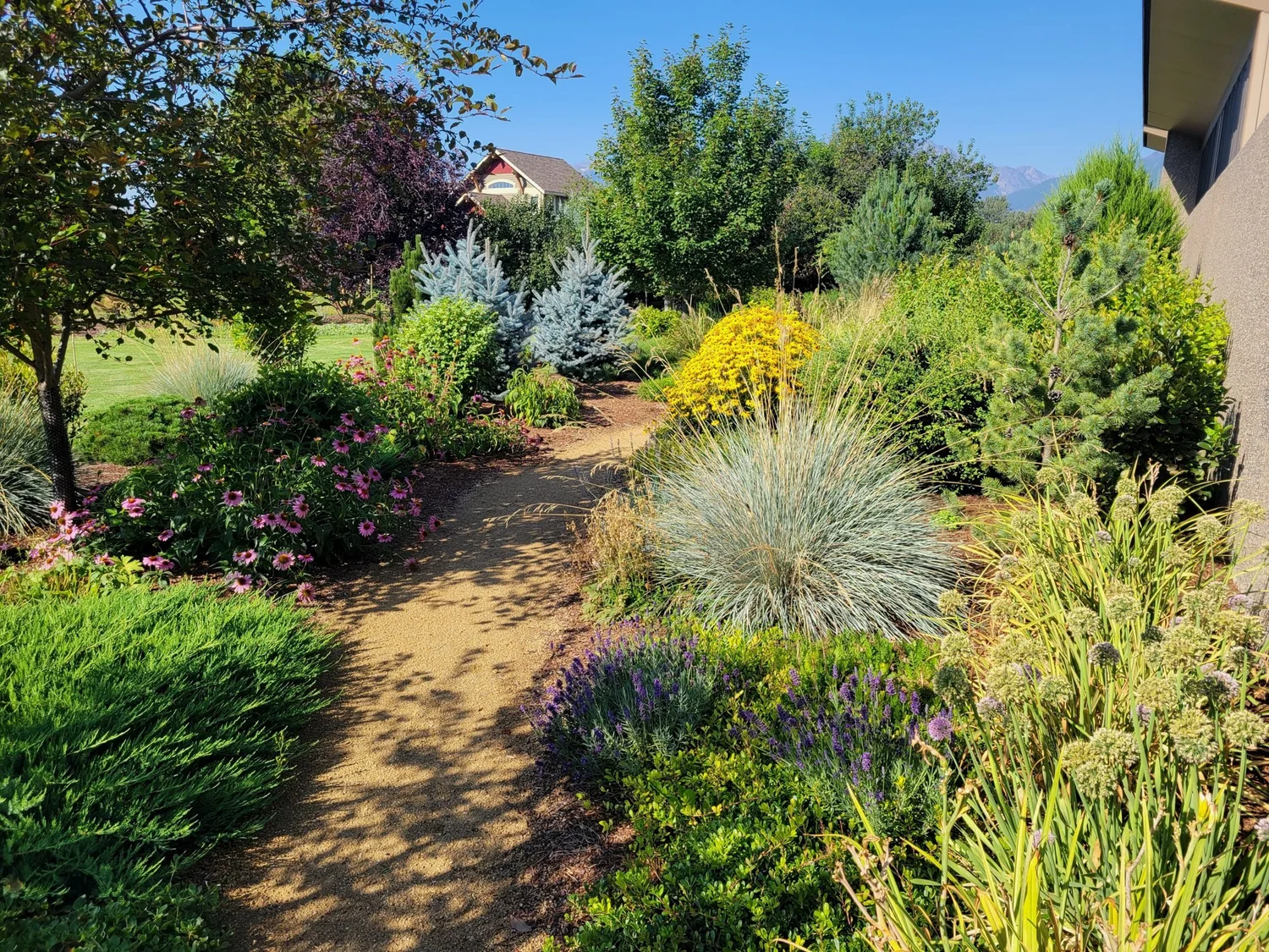 Gravel path through a Montana native plant garden with blue fescue, coneflowers and conifers in Stevensville