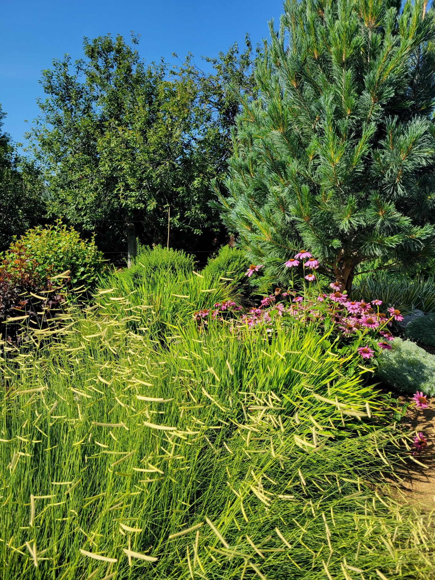 Ponderosa pine above pink coneflowers and native grasses