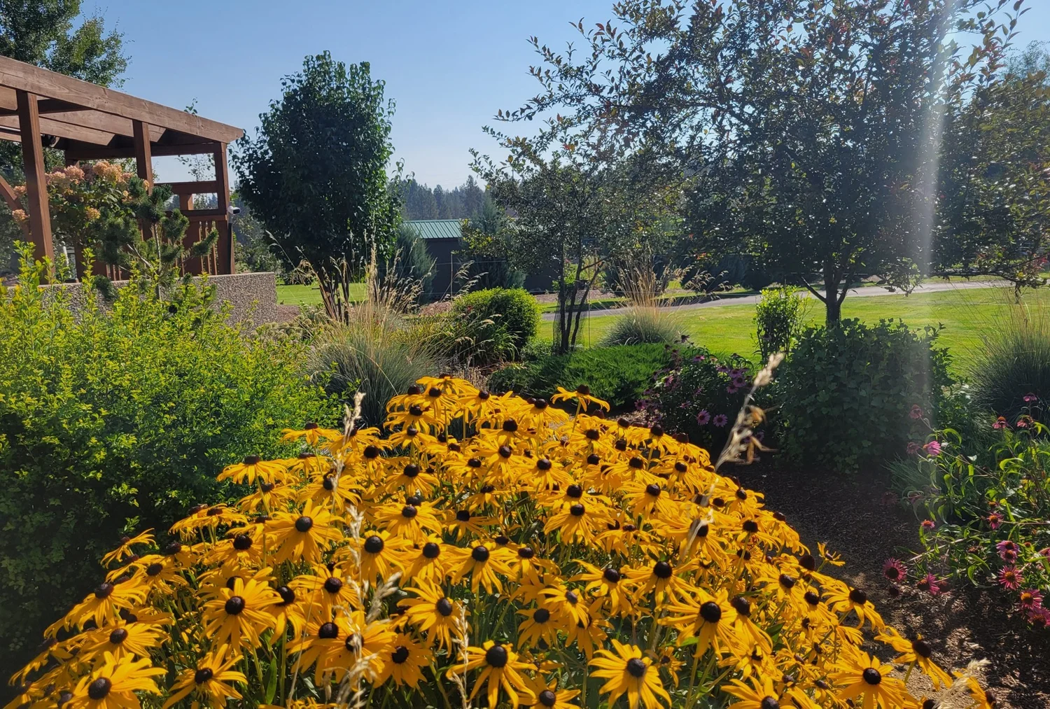 Mass of black-eyed Susans in front of a wooden pergola in a Bitterroot Valley garden