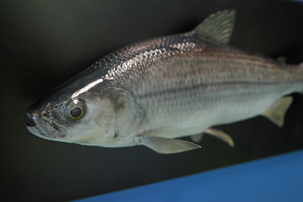 Project: Lake Carlos Wildlife Exhibits
