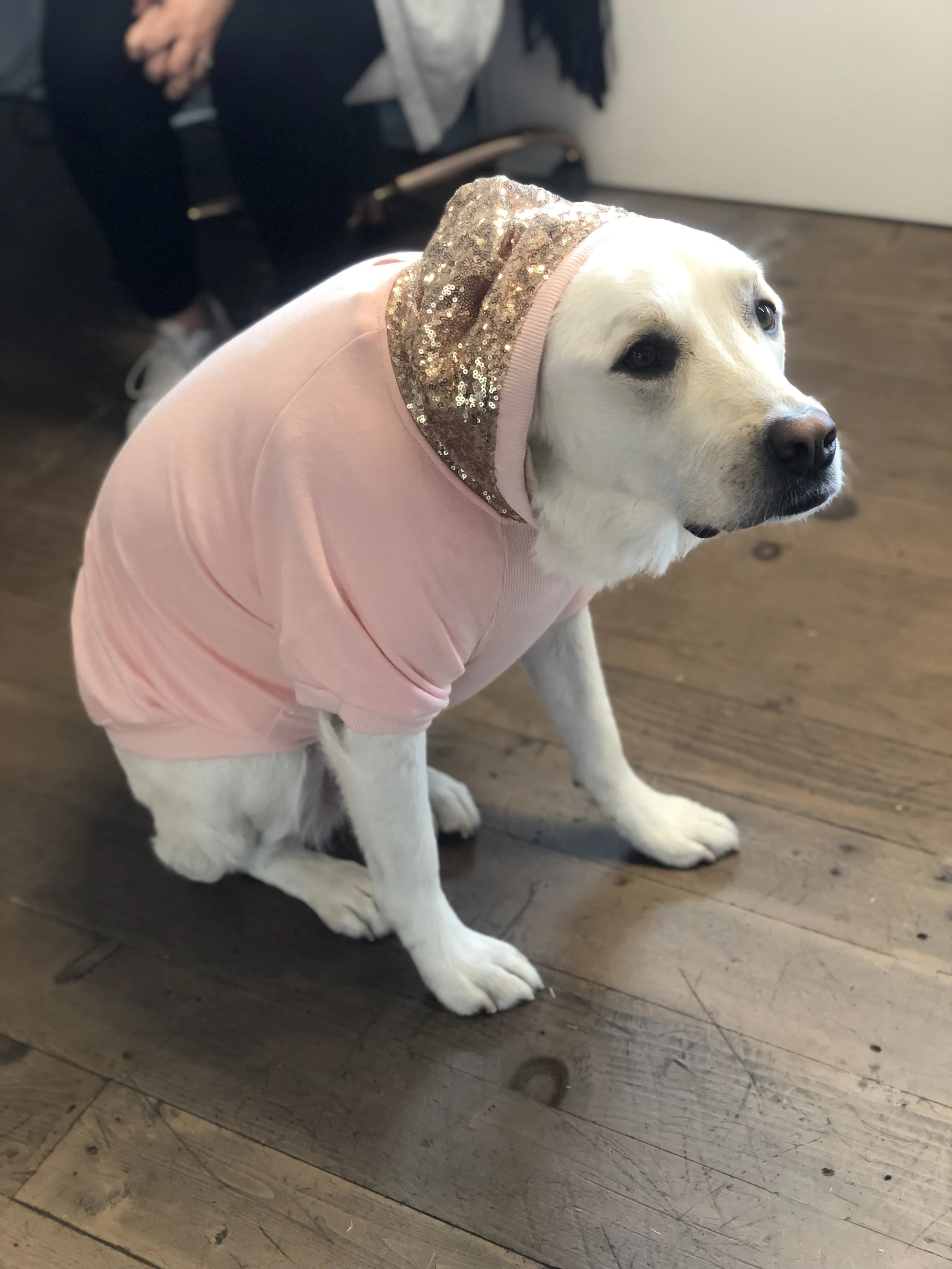 Harlow the Nine3One dog wearing a pink hoodie
