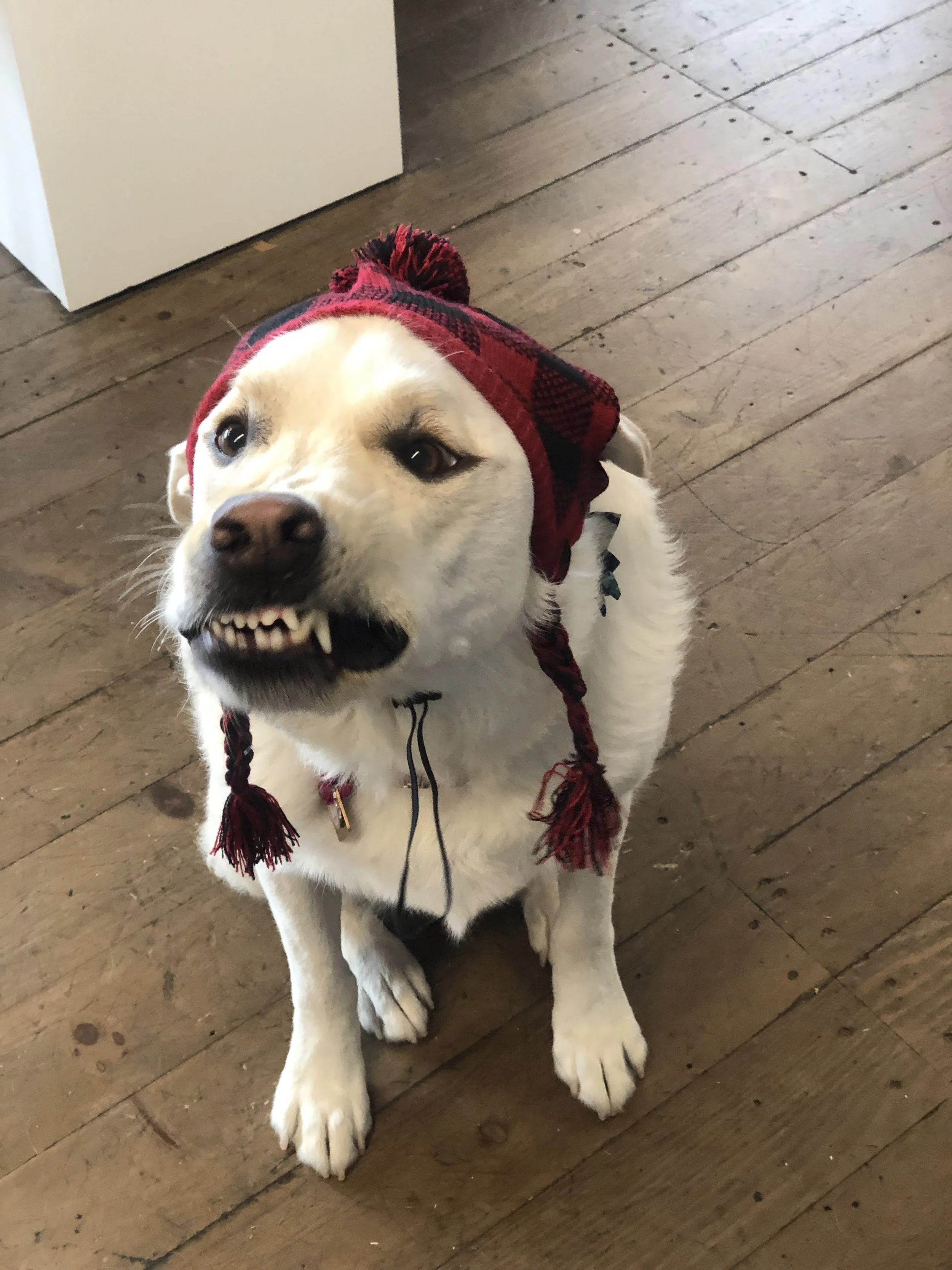 Harlow the Nine3One dog wearing a winter beanie