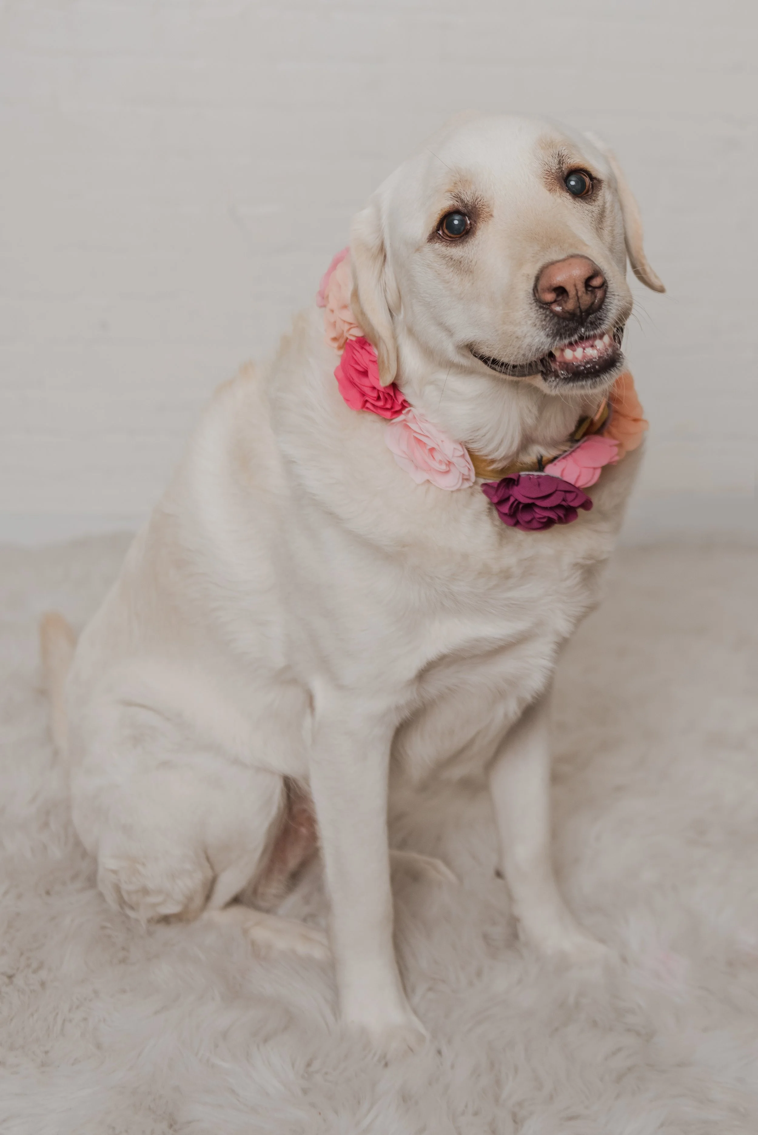 Harlow the Nine3One dog wearing a flower collar
