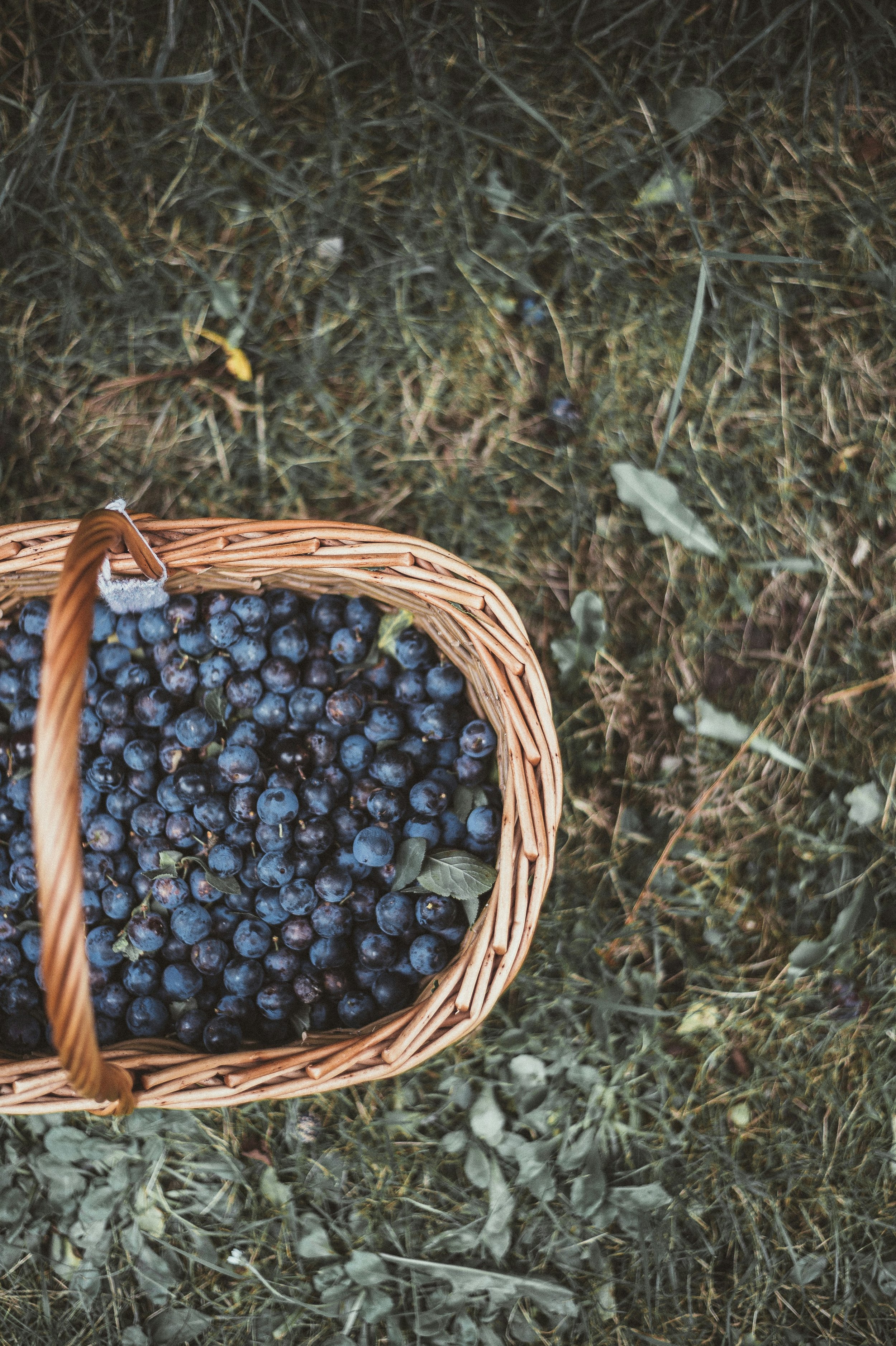 Blueberries