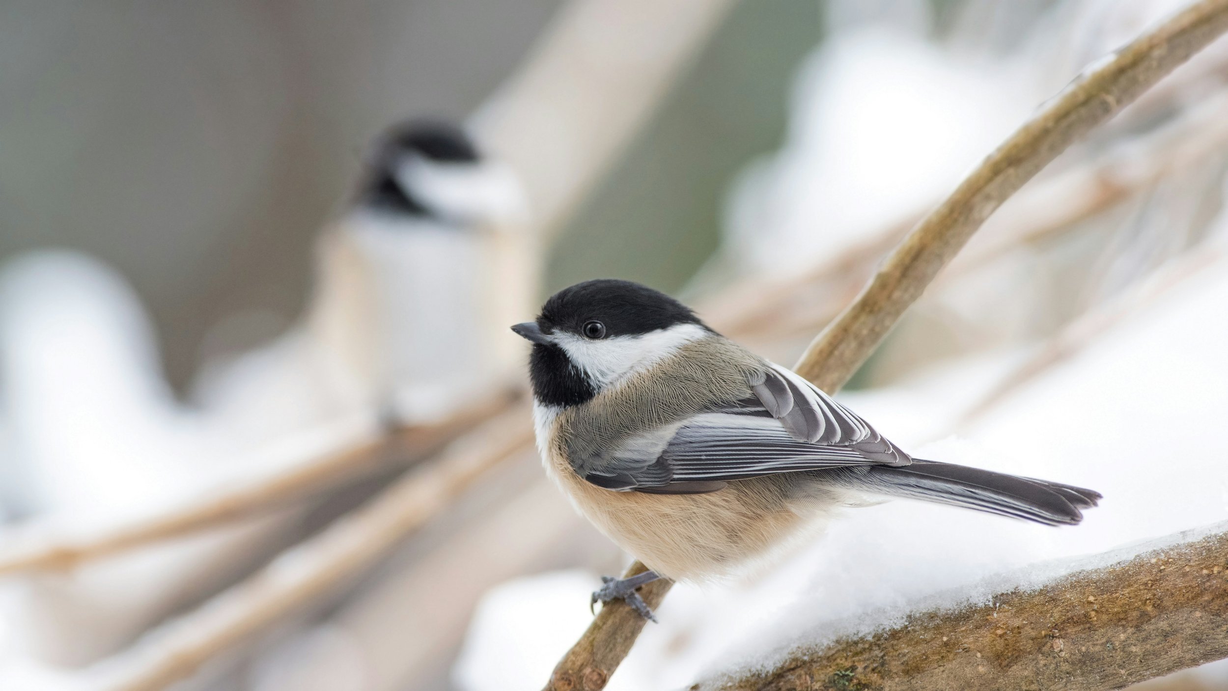Chickadee