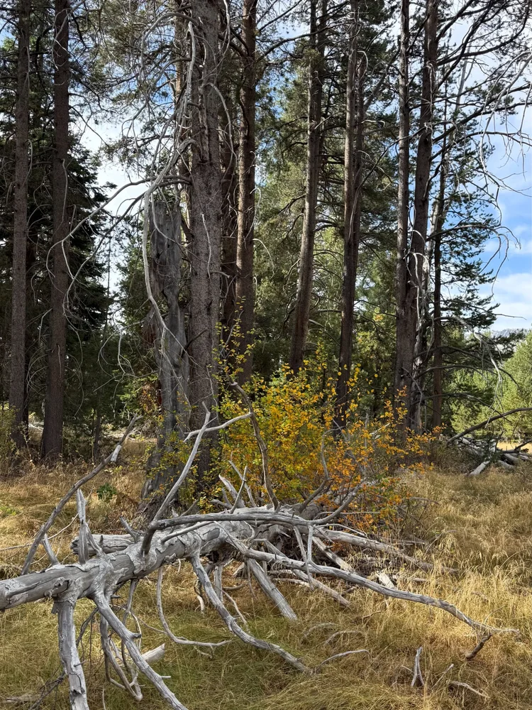 Yellow leaves among tall pines and fallen branches in Coop’s September forest photograph.