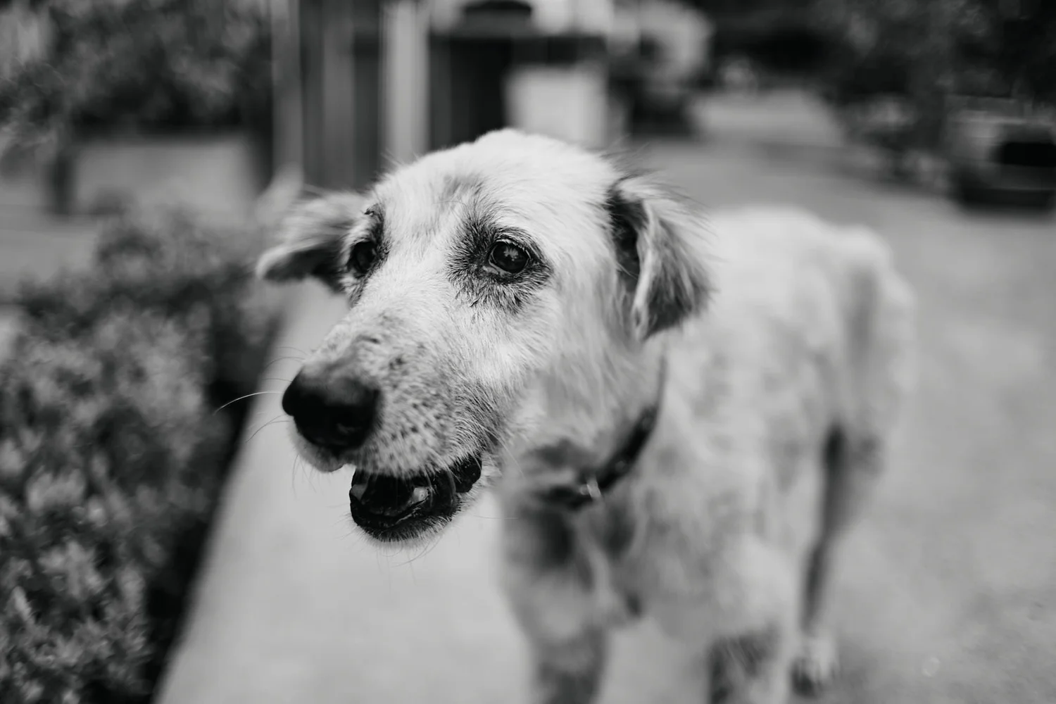 Tina the golden retriever street dog Happy Doggo